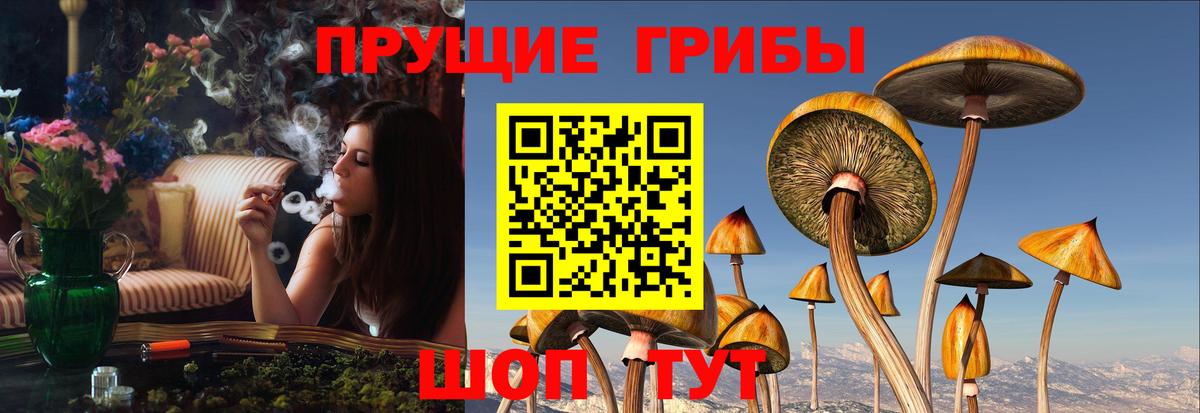 Чебаркуль  Псилоцибиновые грибы Psilocybe  Вход с VPN 